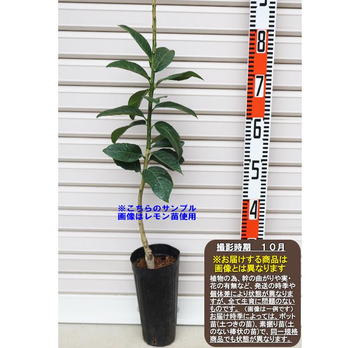 kazu様専用ページC・同一梱包品「小原紅早生3年生苗木」のみ2本