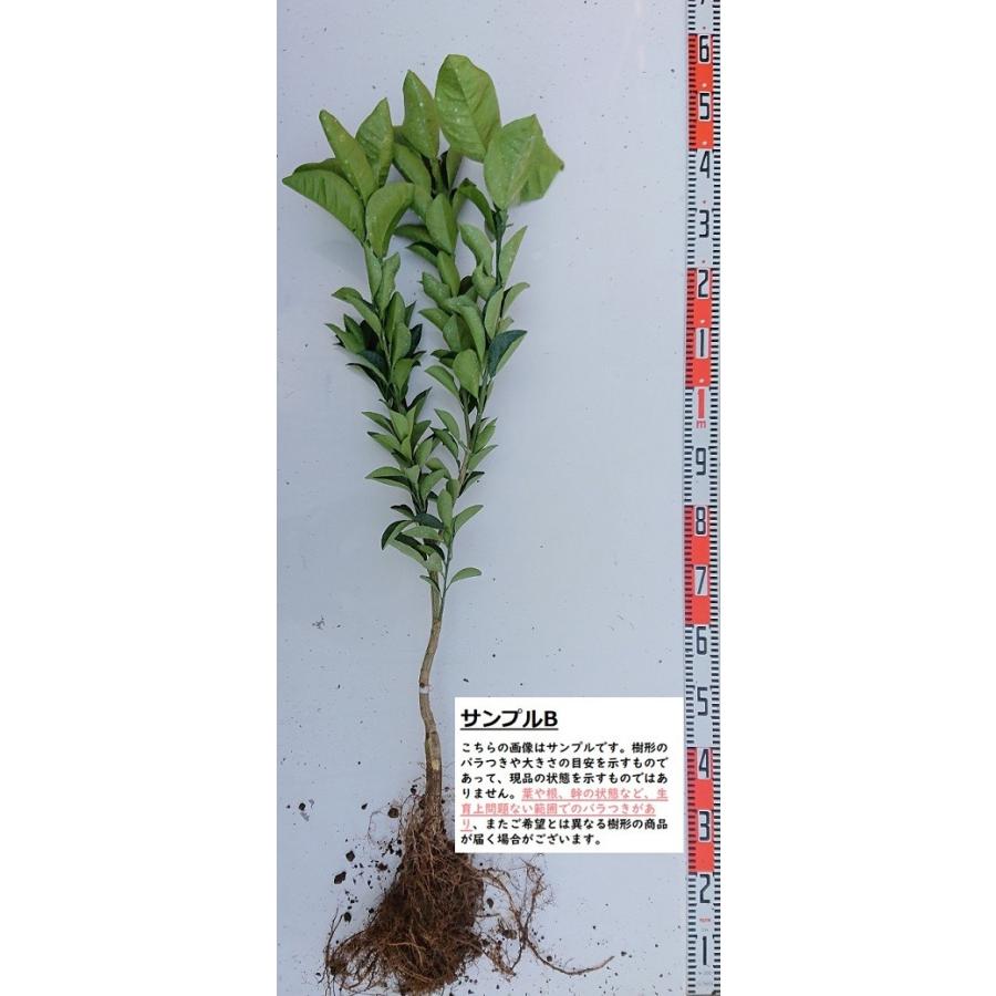 紅八朔】 素掘り苗 接木苗 2年生 雑柑 ※納期指定:発送予定2027年