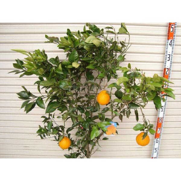 不知火】 4年生接木苗 大苗 シラヌイ ※納期指定:発送予定2026年3