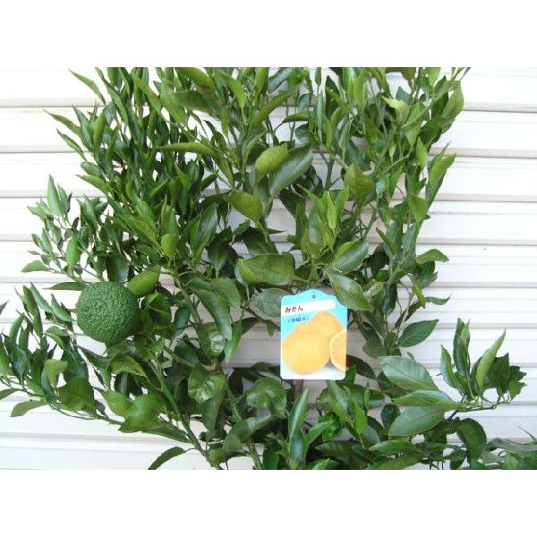 不知火】 柑橘大苗 5年生接木苗 雑柑 ※納期指定:発送予定2026年3