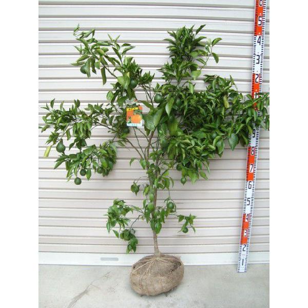 はるみ みかん 3年生 大苗 はるみ みかん 4年生 実つき 苗木・植木