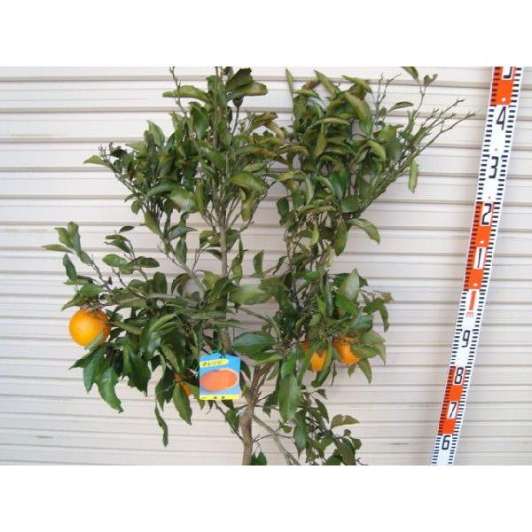 清見】 柑橘大苗 4年生接木苗 柑橘 ※納期指定:発送予定2026年3月