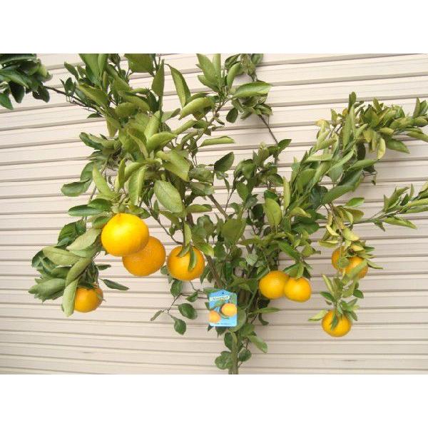 スイートスプリング】 6年生接木苗 大苗 ※納期指定:発送予定2026