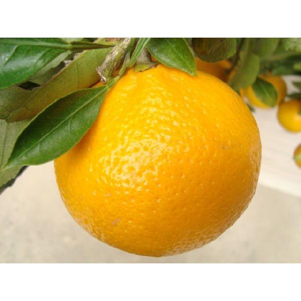 スイートスプリング】 6年生接木苗 大苗 ※納期指定:発送予定2026