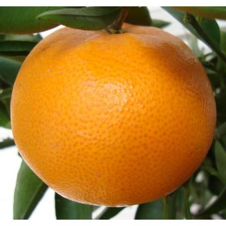 せとか】 素掘り苗 1年生接木苗 柑橘 ※納期指定:発送予定2026年3