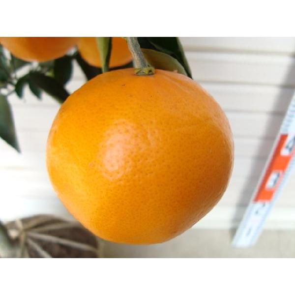 せとか】 柑橘大苗 6年生接木苗 柑橘 ※納期指定:発送予定2025年