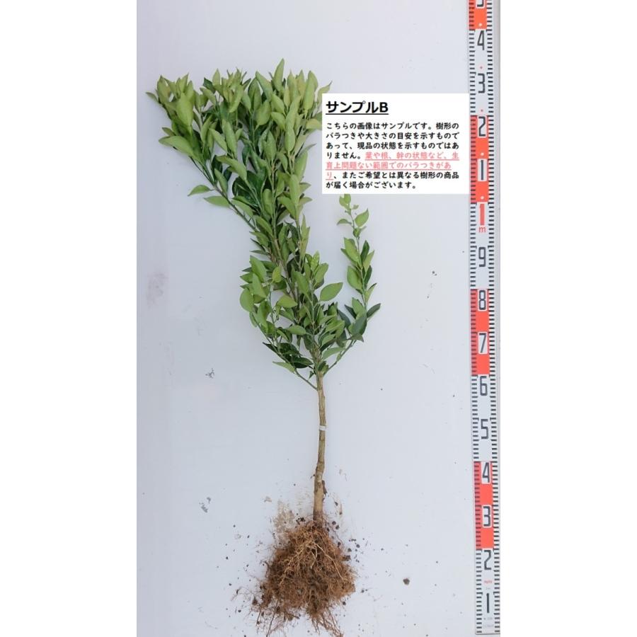 とげ無せとか】 2年生 接木苗(素掘り苗) ※納期指定:発送予定2026
