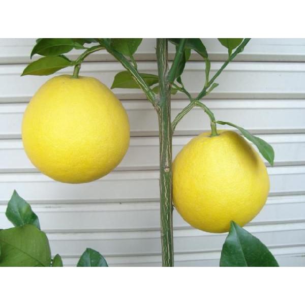 土佐文旦】 3年生接木苗 大苗 トサブンタン パールカン ※納期指定