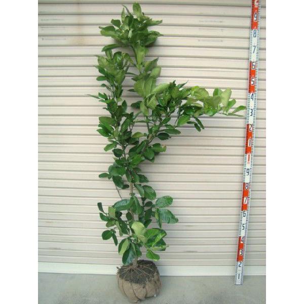 晩白柚】 5年生接木苗 大苗 バンペイユ ※納期指定:発送予定2025年