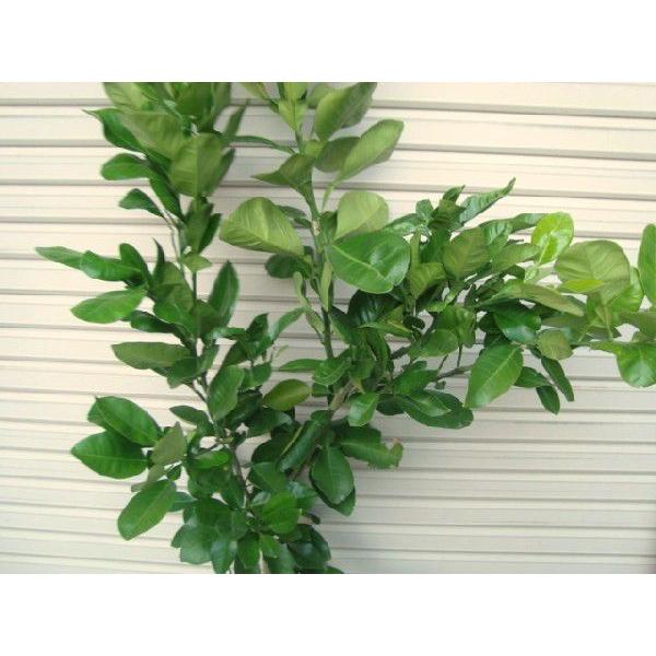 晩白柚】 5年生接木苗 大苗 バンペイユ ※納期指定:発送予定2026年