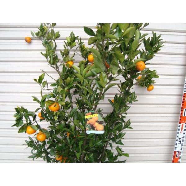 小みかん】 5年生接木苗 大苗 コミカン ※納期指定:発送予定2026年