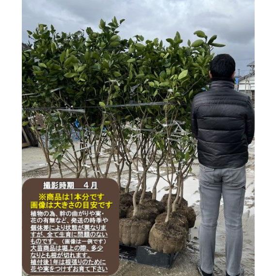 紅まどか】 柑橘大苗 4年生接木苗 文旦類 ザボン系 ※納期指定:発送