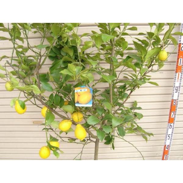 リスボンレモン】 5年生接木苗 大苗 レモン ※納期指定:発送予定