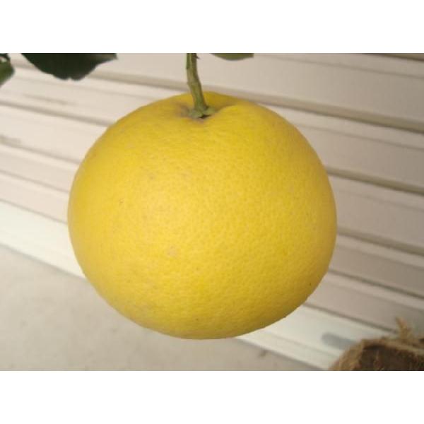 スイーティー】 5年生接木苗 大苗 ※納期指定:発送予定2026年3月