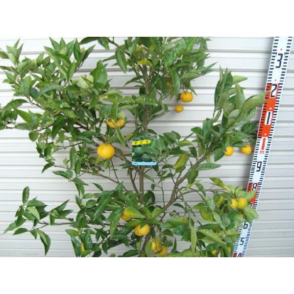 スダチ】 柑橘大苗 5年生接木苗 ※納期指定:発送予定2026年3月