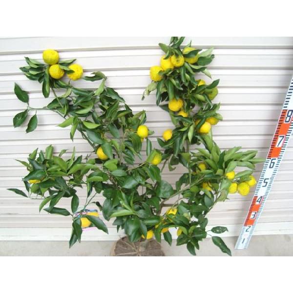 花ゆず】 4年生接木苗 大苗 ハナユズ ※納期指定:発送予定2026年3