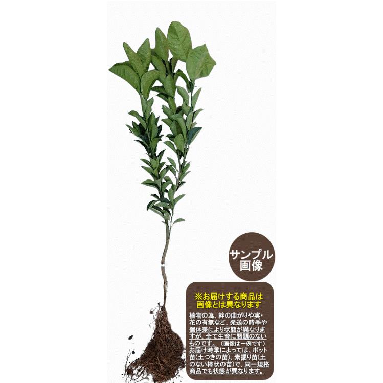 タヒチライム】 素掘り苗 2年生 接木苗 ※納期指定:発送予定2026年