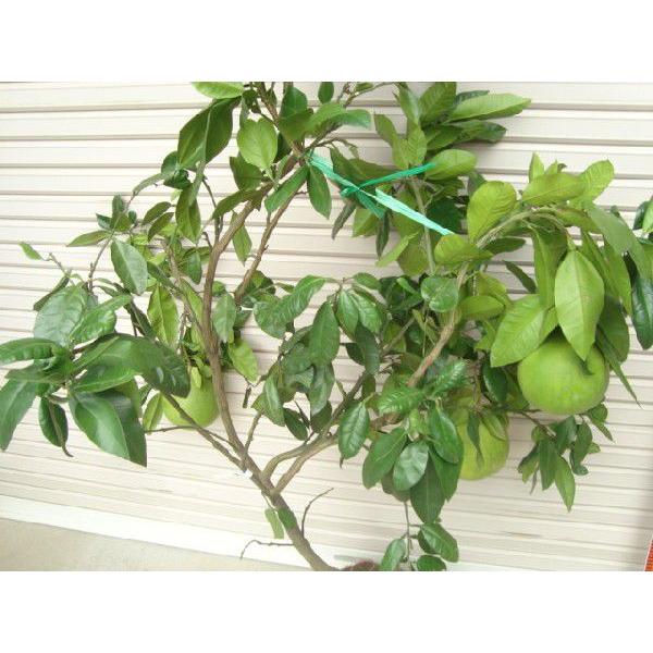 サワーポメロ【柑橘の女王】　3年生　接木苗木 約100cm サワーポメロ(大橘) before→after 植え替えした小さな苗木の花