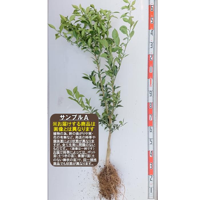 【種無しスダチ】  素掘り苗　２年生接木苗 スダチ ※納期指定:発送予定２０２６年３月中旬以降順次発送予定※ [果樹苗木・柑橘]（Yahoo!・ガーデン ストーリー）