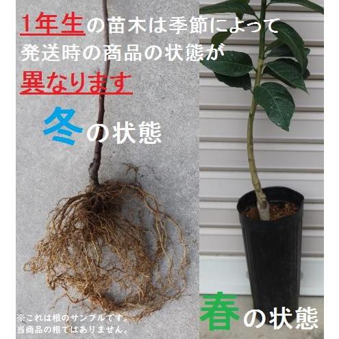 ジャバラ】 素掘り苗 1年生接木苗 ジャバラ ※納期指定:発送予定