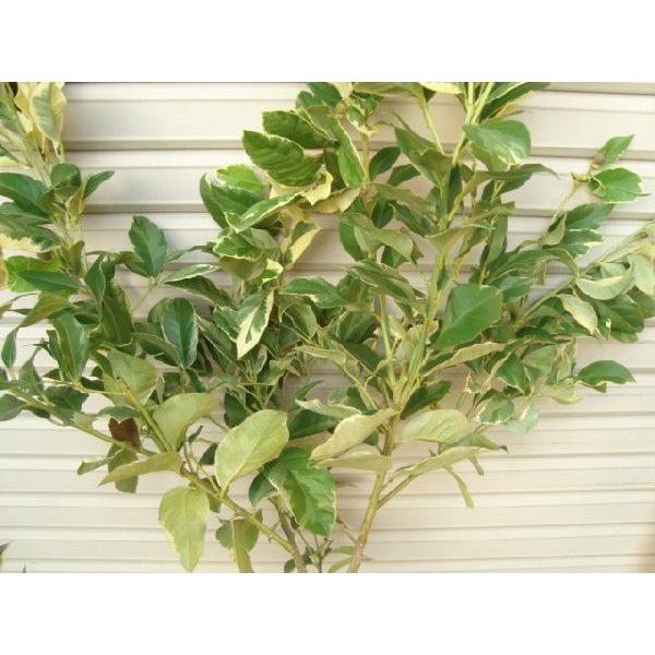 ピンクレモネード】 柑橘大苗 3年生接木苗 レモン ※納期指定:発送予定