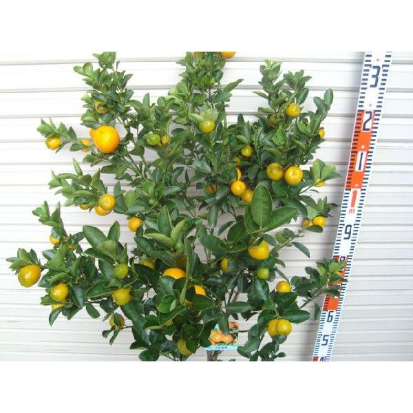 福寿キンカン】 5年生接木苗 大苗 ※納期指定:発送予定2026年3月