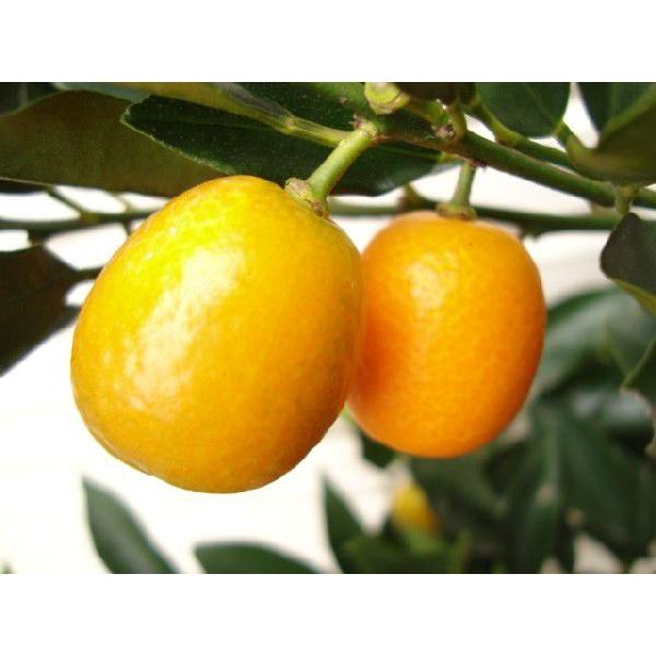 プチマル】 3年生接木苗 大苗 キンカン 金柑 ※納期指定:発送予定