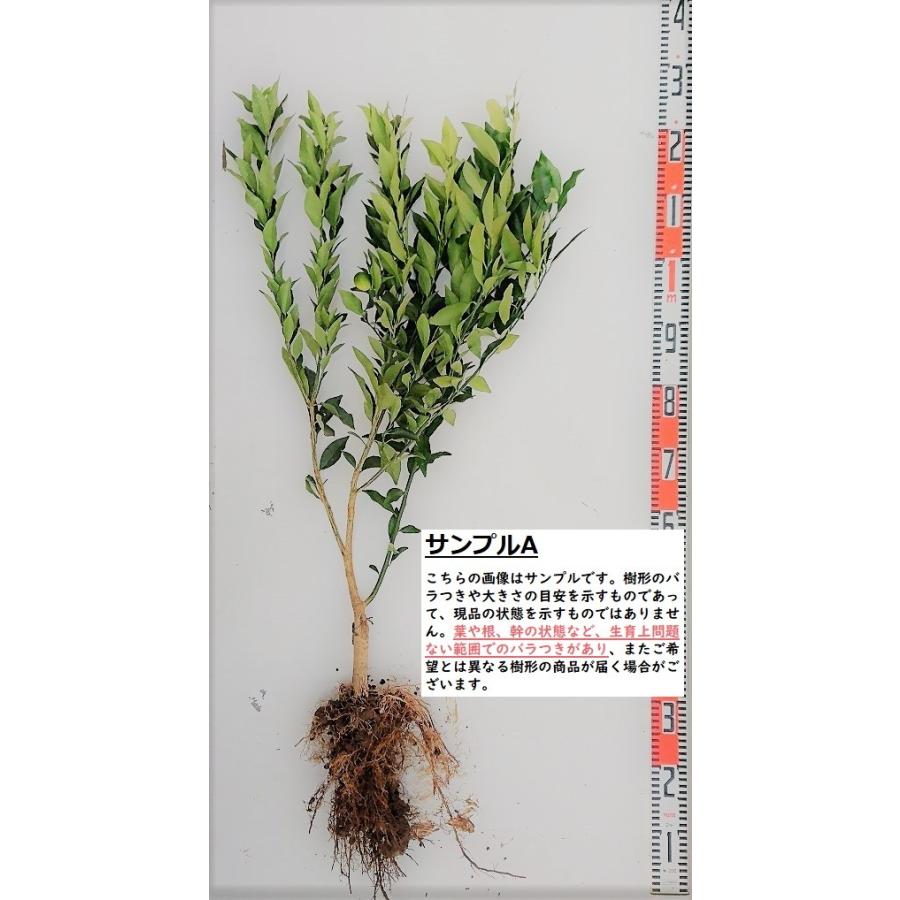 たまたま金柑】 素掘り苗 接木苗 2年生 金柑 ※納期指定:発送予定