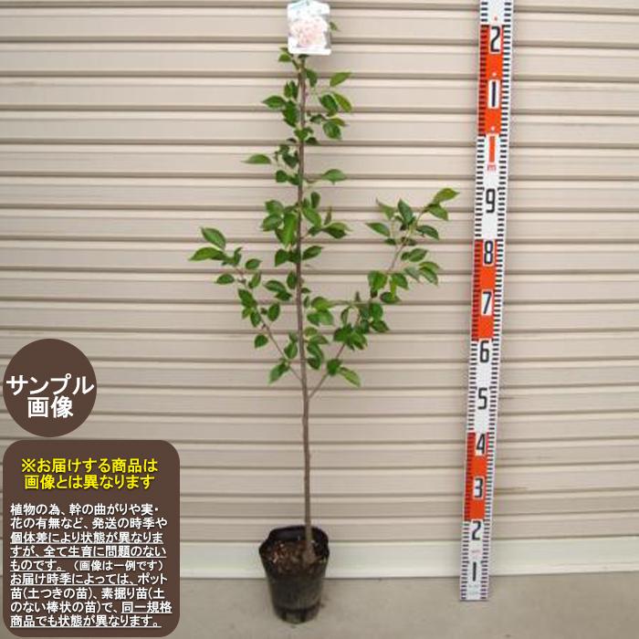 吉野さくら苗木 苗