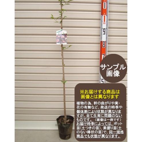 お値下げ　桜皮細工　総皮合口文庫　らでん紅しだれ 八重紅しだれ桜】 1年生接木苗 ヤエベニシダレサクラ 枝垂れ桜 ※納期