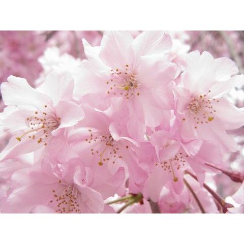 【八重紅しだれ桜】 １年生接木苗 ヤエベニシダレサクラ　枝垂れ桜 ※納期指定：発送予定２０２５年１月中旬以降順次または通常発送※ [花木苗木　桜　さくら]｜garden-story｜03