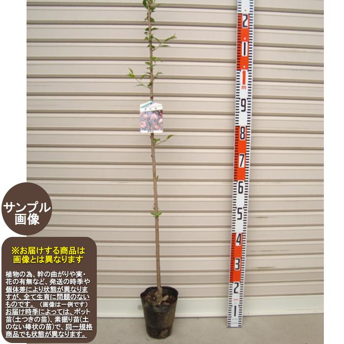 江戸彼岸桜】 1年生苗 エドヒガンサクラ ※納期指定：発送予定2027