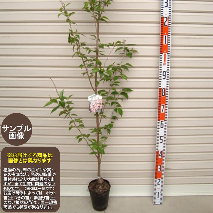 啓翁桜】 1年生苗 ケイオウザクラ ※納期指定：発送予定2026