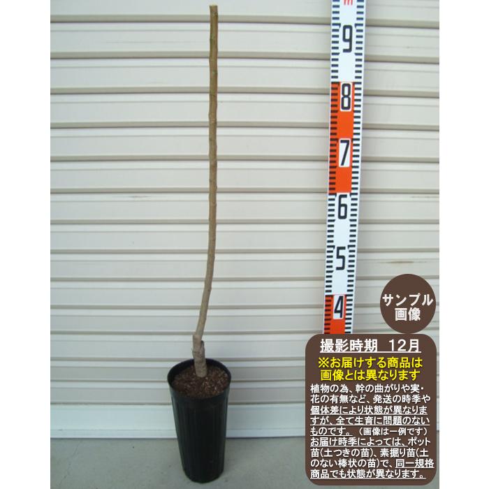 しだれ梅】（白） 1年生接木苗 枝垂れ梅（シダレウメ） ※納期指定