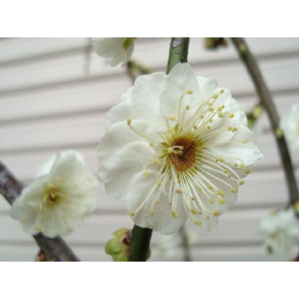 しだれ梅】（白） 接木苗 枝垂れ梅（シダレウメ）[果樹苗木・花梅・は