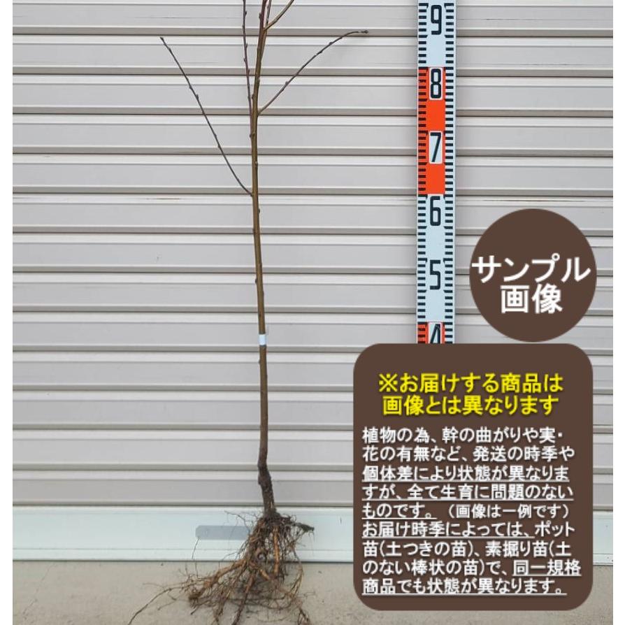 枝垂れ桃　(購入欄専用です) 楽天市場】盆栽仕立樹形2025年4月中頃～4月下旬頃開花 花桃 源平