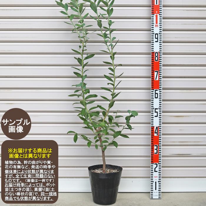 セントキャサリン】 3年生苗 6号 オリーブM [花木苗木・常緑樹・庭木