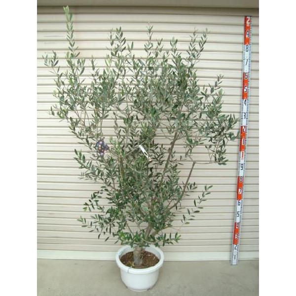 【ルッカ】 ６年生苗 １２輪鉢 オリーブ [花木苗木・常緑樹・庭木]