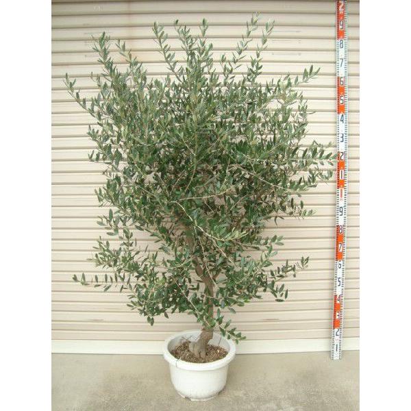 【ルッカ】 ６年生苗 １２輪鉢 オリーブ [花木苗木・常緑樹・庭木]