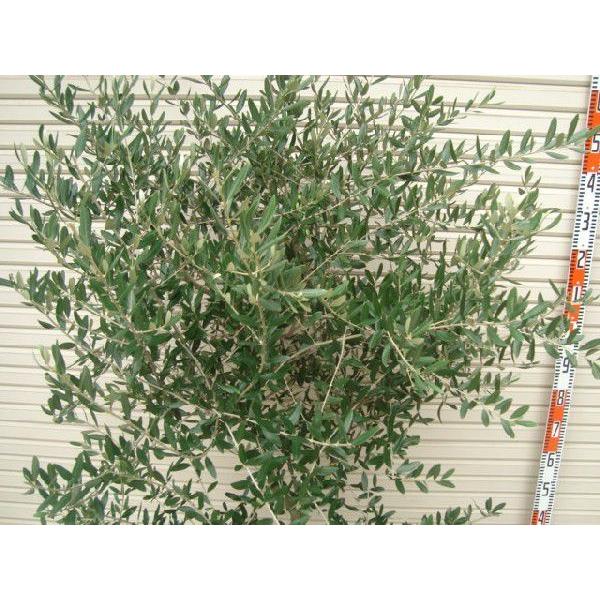【ルッカ】 ６年生苗 １２輪鉢 オリーブ [花木苗木・常緑樹・庭木] ルッカ オリーブ 花木苗木