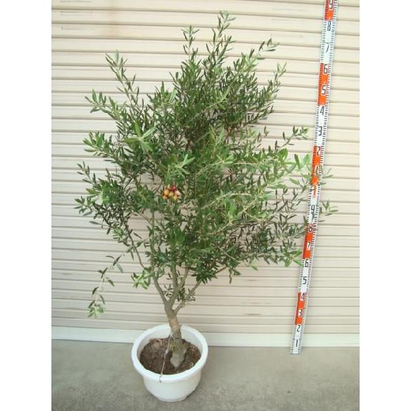 【ネバディロ・ブランコ】 ６年生苗 １２輪鉢 オリーブ [花木苗木・常緑樹・庭木]