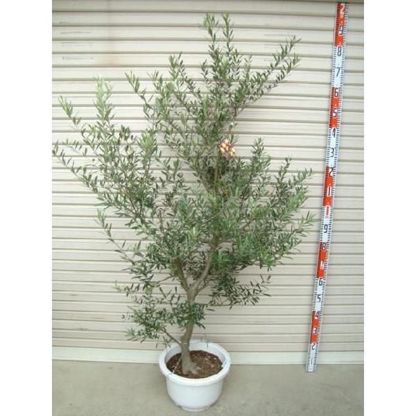 【ネバディロ・ブランコ】 ６年生苗 １２輪鉢 オリーブ [花木苗木・常緑樹・庭木]