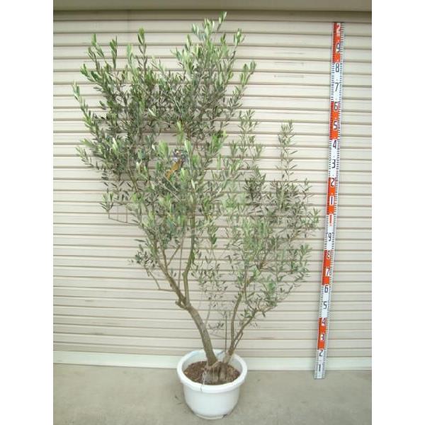 55 以上節約 オリーミー ６年生苗 １２輪鉢 ルッカ ネバディロ ブランコ マンザニロ ミッションの中から２品種 オリーブ 花木苗木 常緑樹 庭木 6624s 6 72 ガーデン ストーリー 通販 Yahoo ショッピング 値引 Www Iccostierovico Edu It