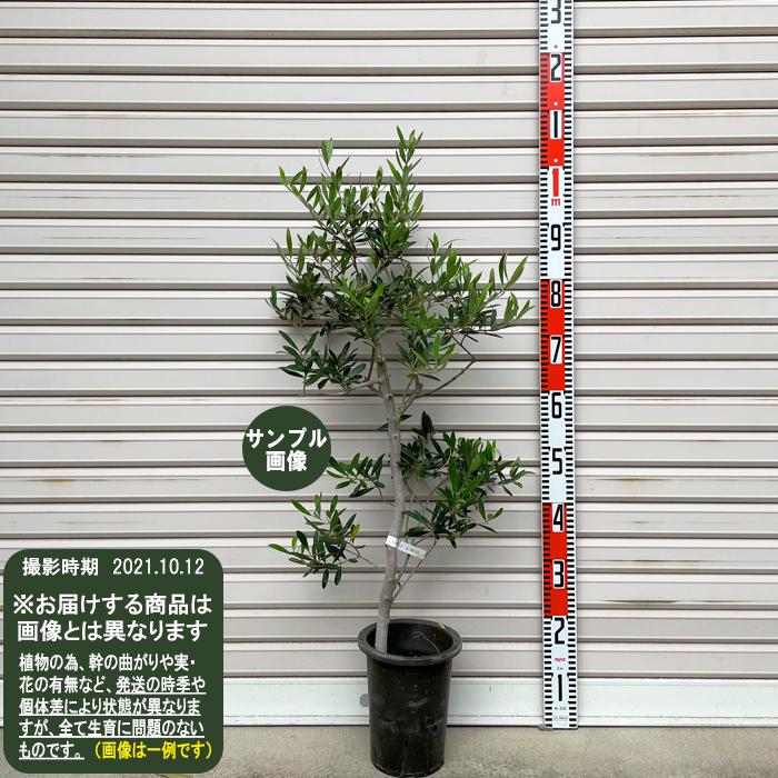 オリーブの鉢植え 形のきれいなネバディロ ブランコ3号鉢1 Sale 93 Off ブランコ3号鉢1