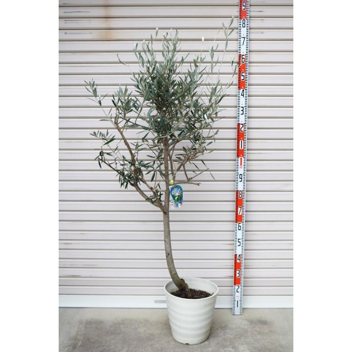 オリーブの木　ブラックイタリアン　10号　約140cm　K-412　希少　現品 現品!! 【ブラック イタリアン】 (53) 5年生苗 10号鉢 オリーブT