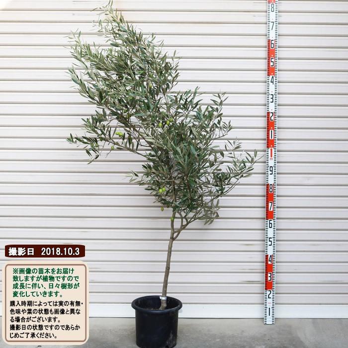 保証書付 現品 ミッション ３２ ４年生苗 ８号鉢 オリーブt 花木苗木 常緑樹 庭木 6745s 4 28 32 ガーデン ストーリー 通販 Yahoo ショッピング 柔らかい Web Escgroup Com