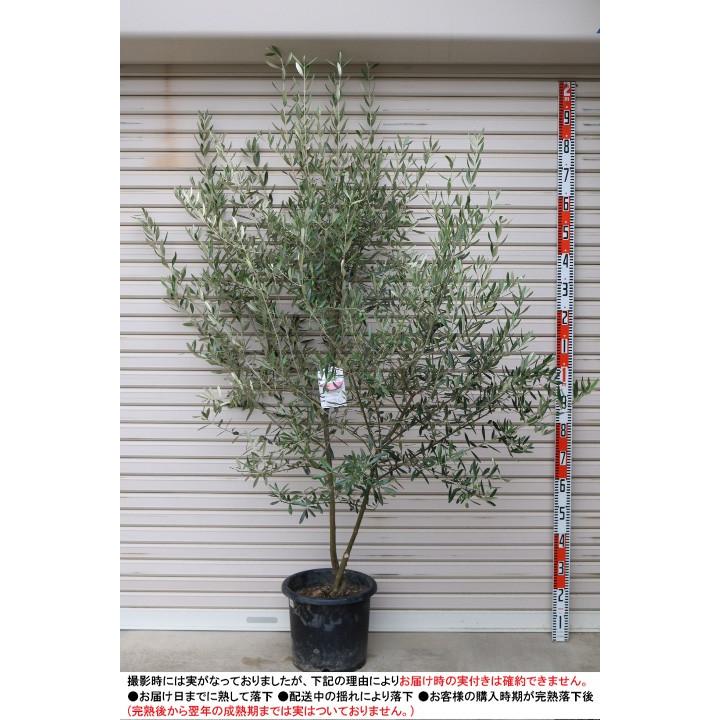現品!! 【ミッション】(３０) ５年生苗 １０号鉢 オリーブT [花木苗木・常緑樹・庭木]