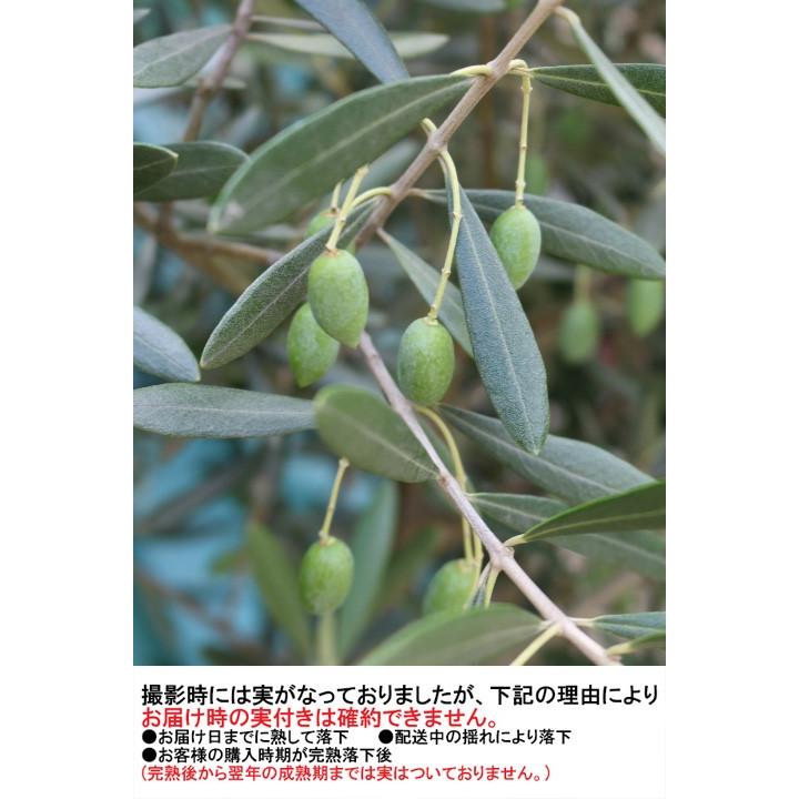 現品!! 【ミッション】(３０) ５年生苗 １０号鉢 オリーブT [花木苗木・常緑樹・庭木] ミッション 花木苗木
