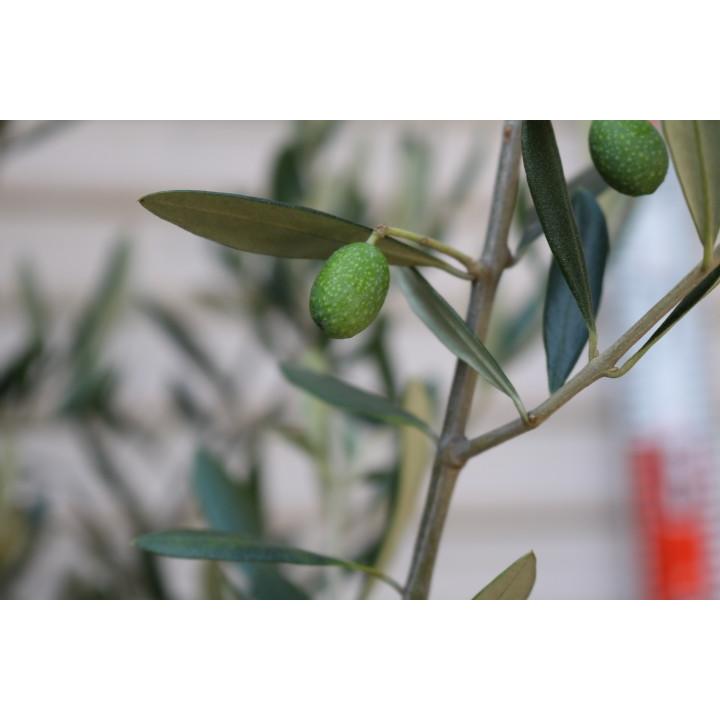 現品!! 【ラキーノ】 (１００) ５年生苗 １０号鉢 オリーブT [花木苗木・常緑樹・庭木] ラキーノ 花木苗木