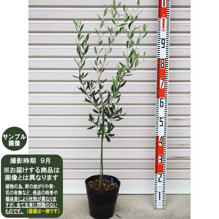 オリーブの木 アザパ 常緑樹 植木 オリーブの木 アザパ 常緑樹 観賞用